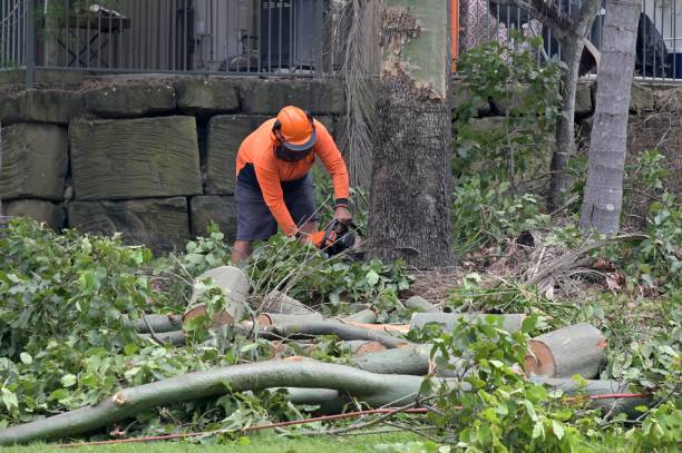 Why Choose Our Tree Removal Services in Fallon, NV?